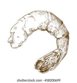Vector engraving illustration of highly detailed hand drawn shrimp tail isolated on white background