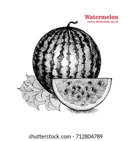 Vector engraving illustration of highly detailed hand drawn watermelon and slice. Retro style