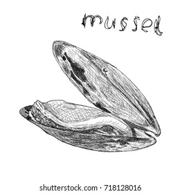 Vector engraving illustration of highly detailed hand drawn mussels isolated on white background