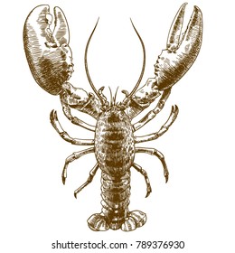 Vector engraving illustration of  highly detailed big lobster isolated on white background