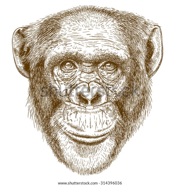 白い背景にチンパンジーの非常に詳細な手描きの頭のベクター画像彫刻イラスト のベクター画像素材 ロイヤリティフリー