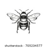 Vector engraving illustration of honey bee on white background