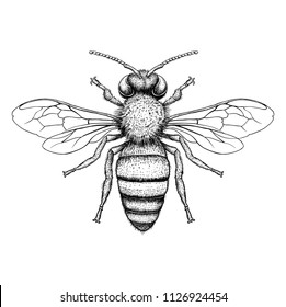 Vector engraving illustration honey bee white background