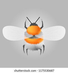 Vector engraving illustration of honey bee on gray background