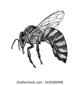 Vector engraving illustration of honey bee on white background. Hand drawn.