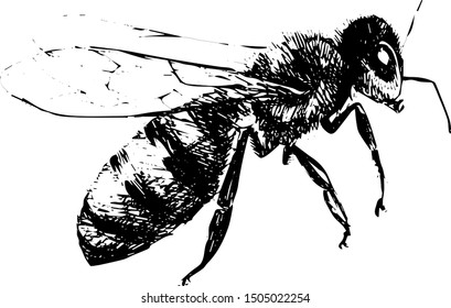 Vector engraving illustration of honey bee on white background