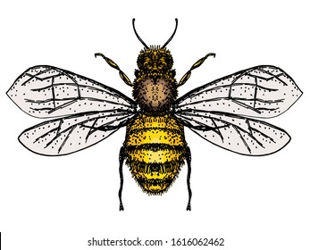 Vector engraving illustration of honey bee isolate on white background. Bee logo, hand drawn sketch of bee, vector artwork