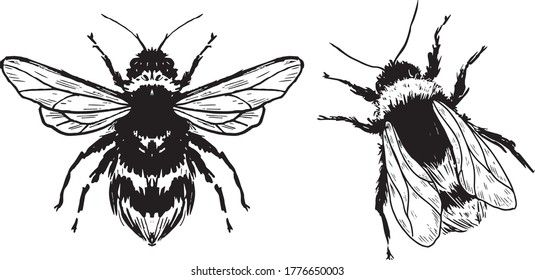 Vector engraving illustration of honey bee on white background