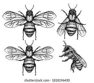 Vector engraving illustration of honey bee on a white background. Set. Hand drawing isolated insect sketch. Engraving style illustration. Great for logo, badge, label, packaging designs.