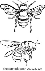 Vector engraving illustration of honey bee on white background. Bee and Honey. Vector Engraved hand drawn Vintage old sketch for t-shirt or typography or badge. Vector illustration.