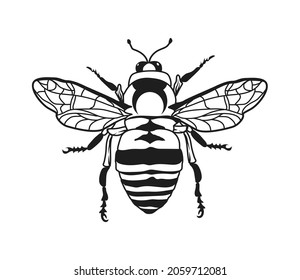 Vector engraving of an illustration of a honey bee.