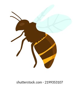 Vector engraving illustration of honey bee on white background hand drawing flat