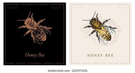 Vector engraving illustration of honey bee