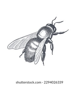 Vector engraving illustration of honey bee on white background