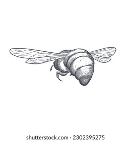 Vector engraving illustration of honey bee on white background
