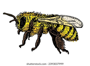 Vector engraving illustration of honey bee isolate on white background. Bee logo, hand drawn of bee. Vintage color sketch. Vector illustration.