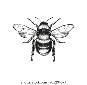 Vector engraving illustration honey bee white background