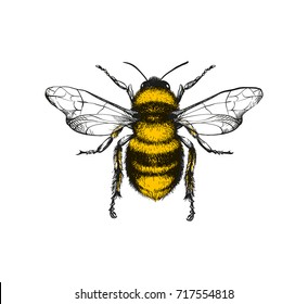 Векторная гравировка иллюстрации медовой пчелы на белом фоне