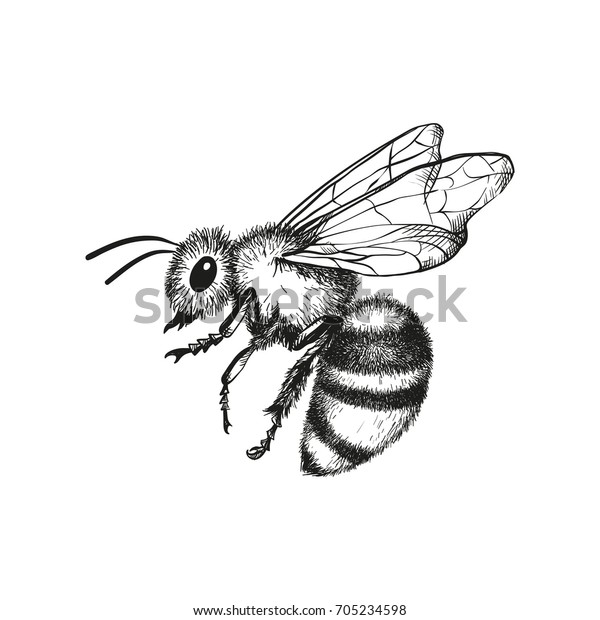 白い背景に蜂のベクター画像彫刻イラスト のベクター画像素材 ロイヤリティフリー