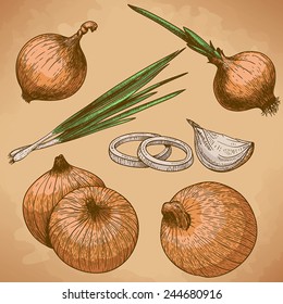 vector engraving illustration of onion in retro style