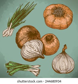 vector engraving illustration of onions in retro style
