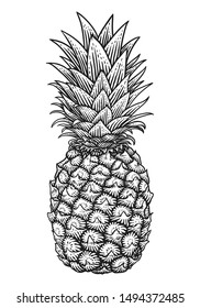 vector engraving illustration of pineapple on white background