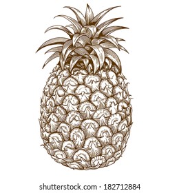 vector engraving illustration of  pineapple on white background