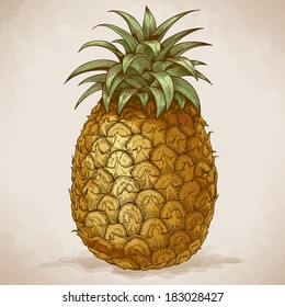 vector engraving illustration of pineapple in retro style