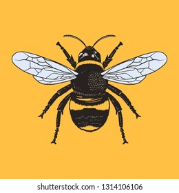 Vector engraving illustration of realistic honey bee on blank background - Vector EPS