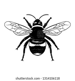 Vector engraving illustration of realistic honey bee on blank background - Vector EPS