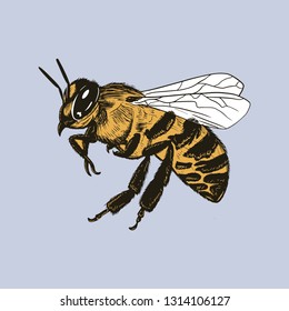 Vector engraving illustration of realistic honey bee on blank background - Vector EPS