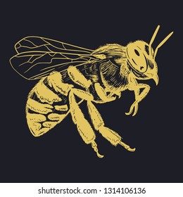 Vector engraving illustration of realistic honey bee on blank background - Vector EPS