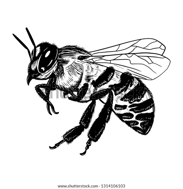 Vector Engraving Illustration Realistic Honey Bee Stock Vector (Royalty ...