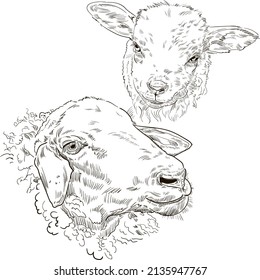 Vector engraving illustration of sheep and a lamb. Isolated on white background.