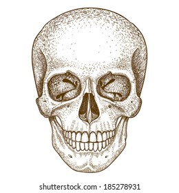vector engraving illustration of  skull on white background
