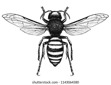 vector engraving illustration of wasp, black and white ink hornet