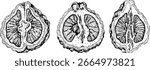 Vector engraving illustrations of bergamot fruit. Perfect for botanical designs, food packaging, or wellness branding