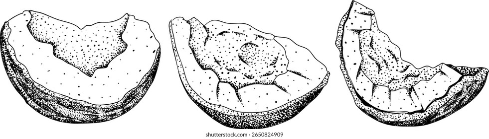 Vector engraving illustrations of coconuts. Perfect for tropical, nature, or food themed designs. Black and white art.	