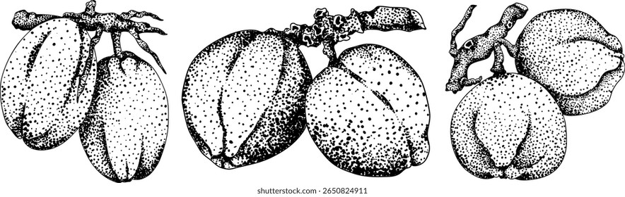 Vector engraving illustrations of coconuts. Perfect for tropical, nature, or food themed designs. Black and white art.	