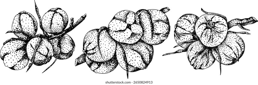 Vector engraving illustrations of coconuts. Perfect for tropical, nature, or food themed designs. Black and white art.	