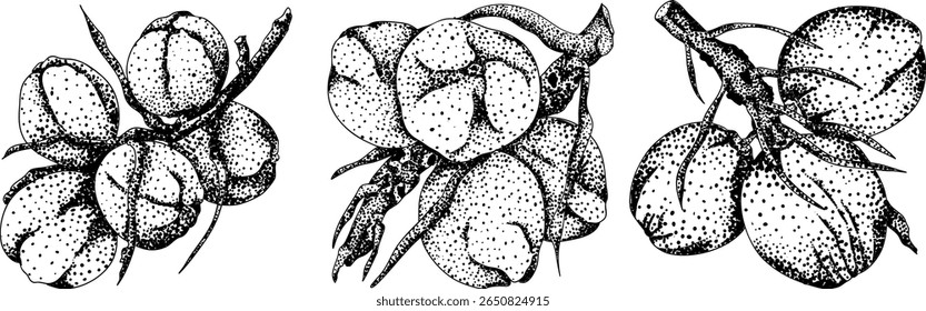 Vector engraving illustrations of coconuts. Perfect for tropical, nature, or food themed designs. Black and white art.	