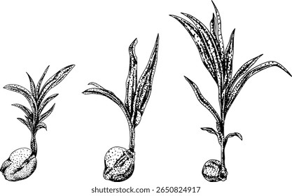 Vector engraving illustrations of coconuts. Perfect for tropical, nature, or food themed designs. Black and white art.	
