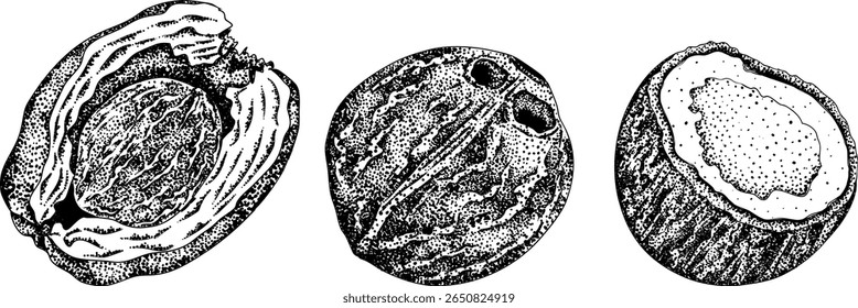 Vector engraving illustrations of coconuts. Perfect for tropical, nature, or food themed designs. Black and white art.	
