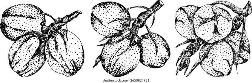 Vector engraving illustrations of coconuts. Perfect for tropical, nature, or food themed designs. Black and white art.	