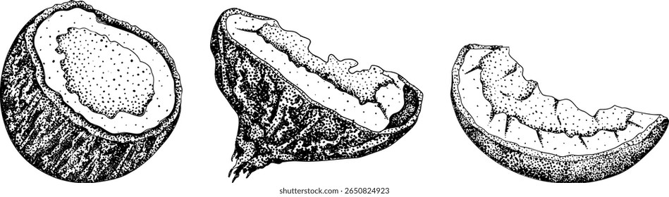 Vector engraving illustrations of coconuts. Perfect for tropical, nature, or food themed designs. Black and white art.	