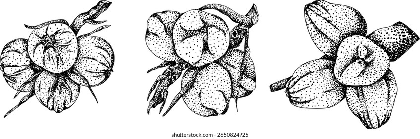 Vector engraving illustrations of coconuts. Perfect for tropical, nature, or food themed designs. Black and white art.	