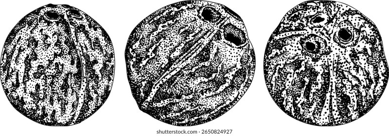 Vector engraving illustrations of coconuts. Perfect for tropical, nature, or food themed designs. Black and white art.	