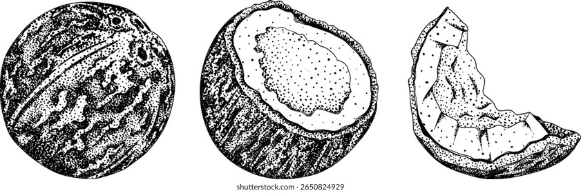 Vector engraving illustrations of coconuts. Perfect for tropical, nature, or food themed designs. Black and white art.	