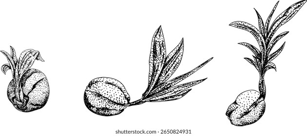 Vector engraving illustrations of coconuts. Perfect for tropical, nature, or food themed designs. Black and white art.	