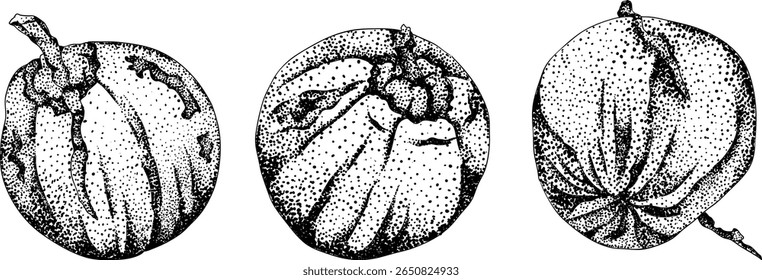 Vector engraving illustrations of coconuts. Perfect for tropical, nature, or food themed designs. Black and white art.	